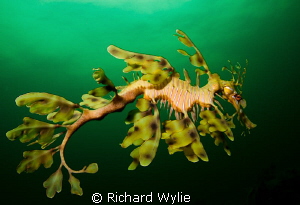 Leafy Seadragon (Phycodurus eques) in profile - taken off... by Richard Wylie 